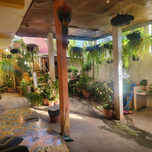 a room full of potted plants in a building at Hostal Doña Gladys in Flores