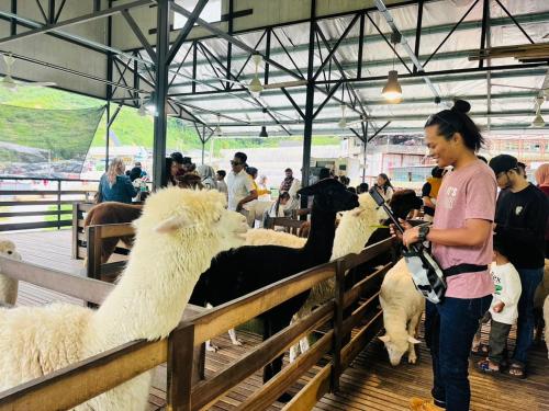 a woman is petting a group of sheep in a pen at Nova Sunrise n Mountain view Hilltop Hotel apartment in Nova Cameron Highlands in Brinchang