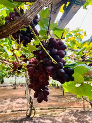 a bunch of red grapes hanging from a tree at Nova Sunrise n Mountain view Hilltop Hotel apartment in Nova Cameron Highlands in Brinchang