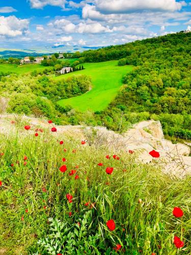 a field of red poppies in a field of grass at LaChiusa Tuscany in Montefollonico