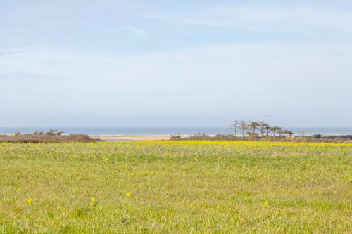 a field of grass with yellow flowers in a field at Belle grande maison vue mer in Tréogat
