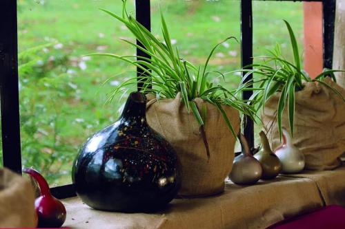 a black vase sitting on a table with some plants at Ragu Farm Eco Nest in Kalangala