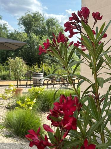 a plant with red flowers in a garden at B & B De Romeinse Katzei in Borgloon