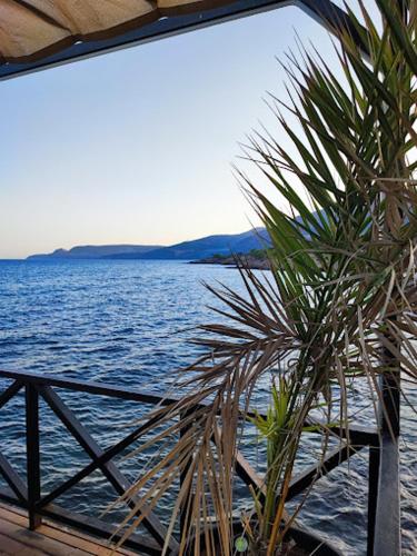 a palm tree sitting next to a body of water at Lamoya Suites & Glamping in Silifke