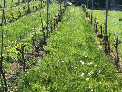 a field of plants with grass and flowers at B & B De Romeinse Katzei in Borgloon