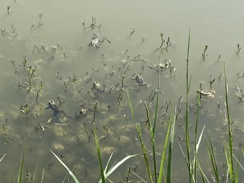 a group of ducks swimming in the water at Chambre d'Hôtes chez Gustave & Compagnie in Choussy