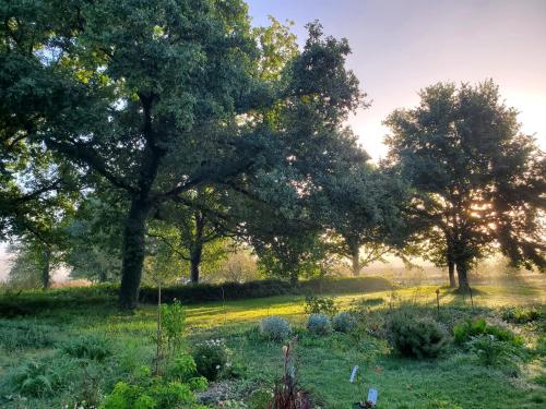 a group of trees in a field with grass at La Villauvert - Cottage in Saint-Martin-sur-Oust