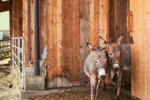 Animales en la estancia rural o alrededores