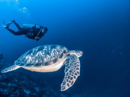 uma pessoa a nadar ao lado de uma tartaruga no oceano em Feelgood Whitesand Resort em Lapu Lapu City