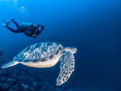 a person swimming next to a turtle in the ocean at Feelgood Whitesand Resort in Lapu Lapu City