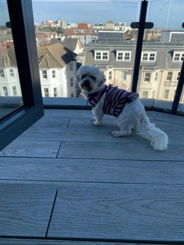 a dog wearing a shirt standing on a balcony at Beach Penthouse Apartment Bournemouth in Bournemouth