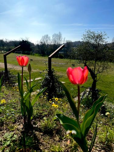 Jardin de l'établissement Holiday Home Sovenigo