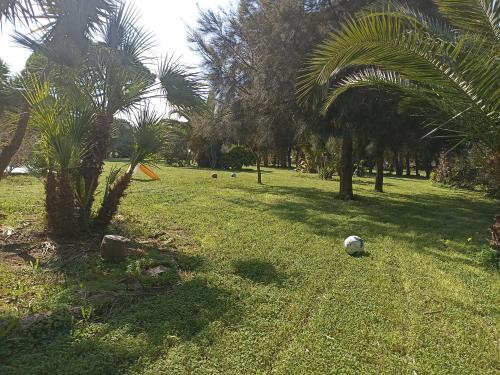 un campo con palmeras y una pelota de fútbol en el césped en Il giardino di Ercole, en San Pietro Vernotico