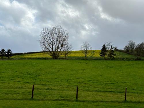 a field with a tree in the middle of a field at Springwell Lodge in Exeter