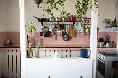 a kitchen with a shelf with plants on it at Palacio de la luna, casa única frente al mar in Cabo Polonio