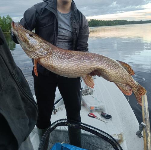 a man standing on a boat holding a large fish at Riverside Villa in Rovaniemi