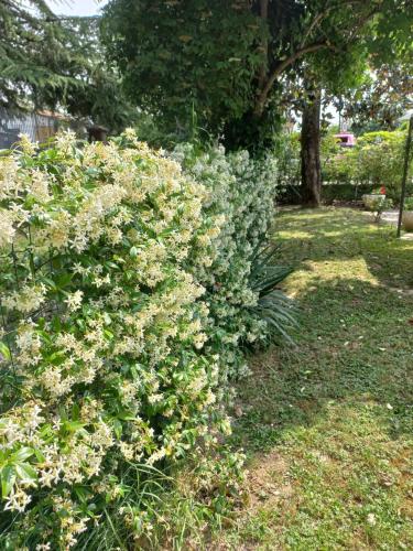 a large bush with white flowers in a yard at Appartamento Le Magnolie in Mestre