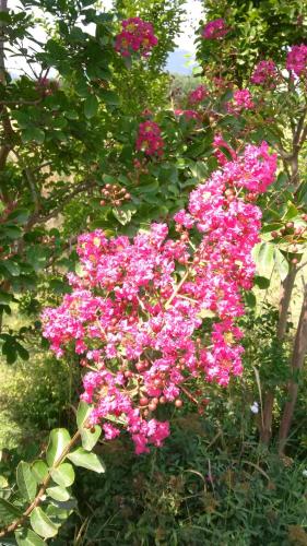 a bunch of pink flowers on a tree at Le Calvie, country house in Camerino