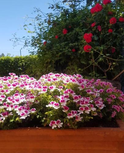 Κήπος έξω από το Ginevra Casa Vacanze