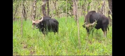 Gallery image of Safari Wildlife Lodge & Camp in Chitwan