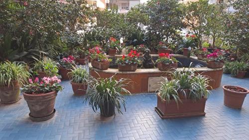 Ein Haufen Topfpflanzen in einem Garten in der Unterkunft La Veronica Apartment in Neapel