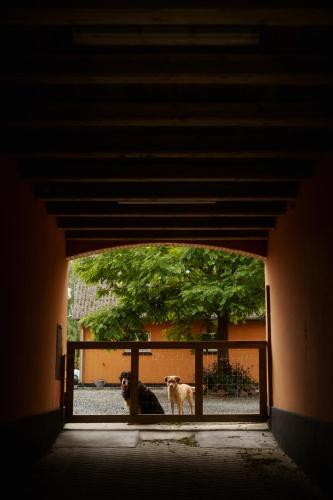 two dogs are standing behind a window in a building at Akaciegaarden Bed & Breakfast in Hårlev