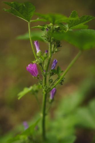 a close up of a purple flower on a plant at Akaciegaarden Bed & Breakfast in Hårlev