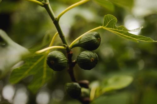 a bunch of green fruit on a tree branch at Akaciegaarden Bed & Breakfast in Hårlev