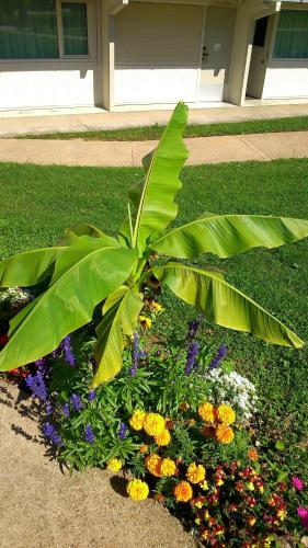 a garden of flowers and plants in a yard at Hotel Campanile Besançon Nord Ecole Valentin in Besançon