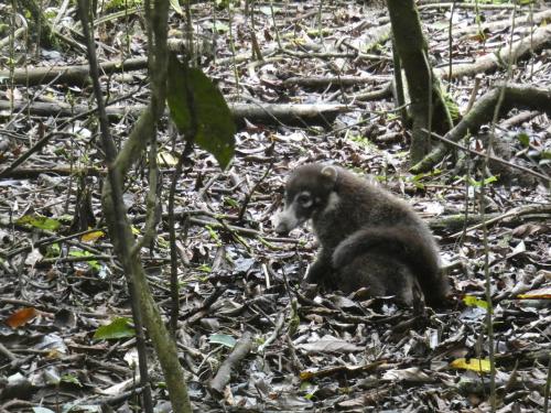 a baby black bear sitting in the woods at Drake Bay River View in Drake