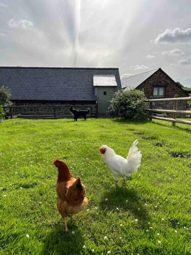 duas galinhas e um gato preto num quintal em Countryside cottage with private garden & hot tub em Lifton