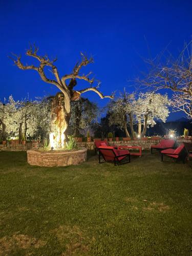 a park with red benches and a tree at night at mikipongTWO in Montepulciano