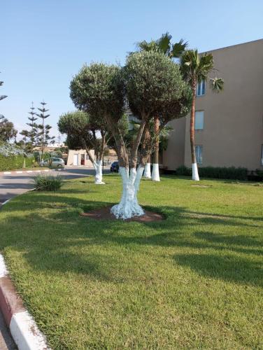 a tree in the grass in front of a building at Tamaris Résidence les jardins Apparemment haut standing moderne et élégant 77 m in Casablanca