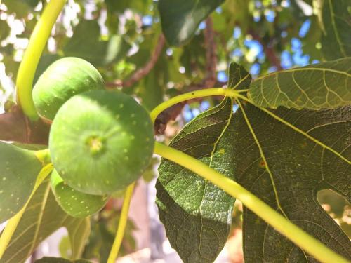 a close up of a green fruit on a tree at lastva 1&2 in Sveti Filip i Jakov