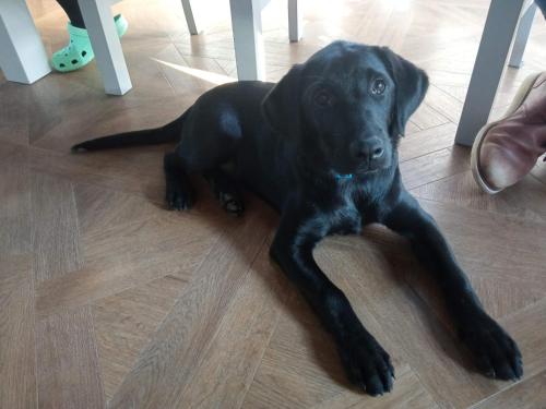 un perro negro tirado en el suelo bajo una mesa en Greenway Guesthouse, en Mullingar