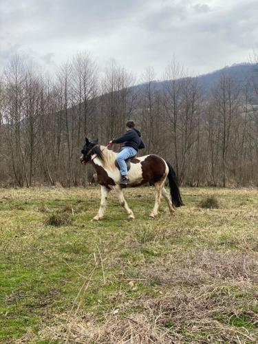 a man riding a horse in a field at Bungalow Jajce 2 in Jezero