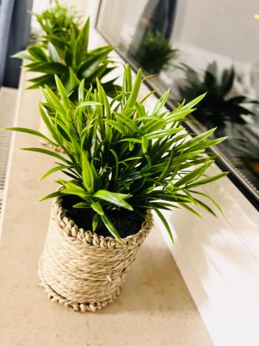 a plant in a basket sitting on a table at SEEMOMENTE Spieleland, Messe, Friedrichshafen 3 Zi mit Balkon, Parkplatz in Meckenbeuren