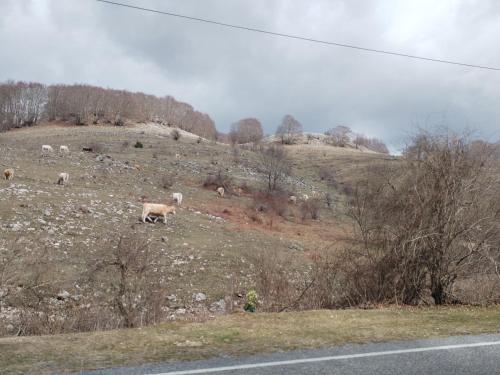 a group of animals grazing on a hill with a road at Piccola livata in Livata