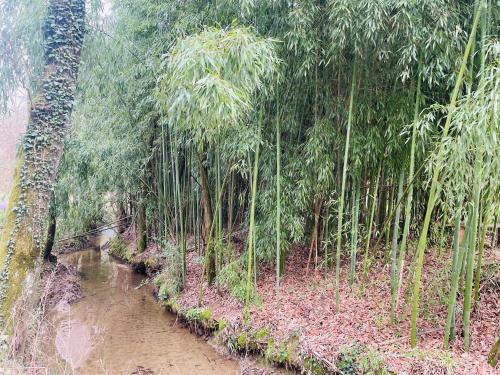 ein Wald aus Bambusbäumen neben einem Fluss in der Unterkunft Ma maison jolie in Incisa in Valdarno