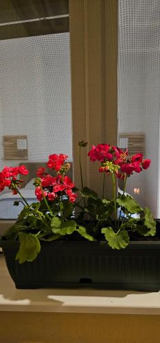 a group of red flowers sitting on a table at Apartman Pontica in Kotor