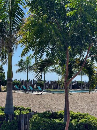 a group of palm trees and chairs on a beach at casaNorte paraíso norteño mirador de Ballenas in Canoas De Punta Sal