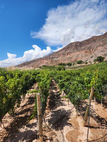 a vineyard in the middle of a mountain at Cabañas Bodega Kindgard in Purmamarca