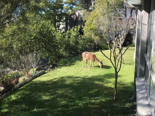 a deer grazing in the grass next to a house at Tranquil & luxurious retreat in Grays Point in Grays Point