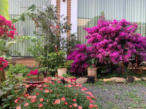 um jardim com flores roxas e outras plantas em Chà Là retreat BMT em Buon Ma Thuot
