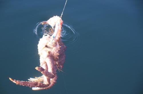 a lobster hanging from a string in the water at Seljenes Cottage in Russenes