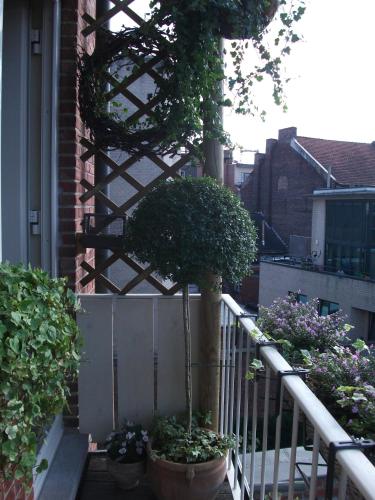 un arbre assis sur une terrasse couverte à côté d'une clôture blanche dans l'établissement Apartment Het Demerhuisje, à Hasselt