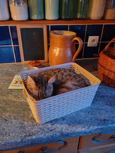 un chat dormant dans un panier sur un comptoir dans l'établissement Chambres d' Hôtes des Glands ' heures, à Saint-Martin-de-Gurçon
