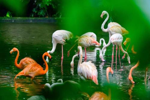 a group of flamingos standing in the water at Lavande Hotel Guangzhou Quzhuang Metro Station in Guangzhou