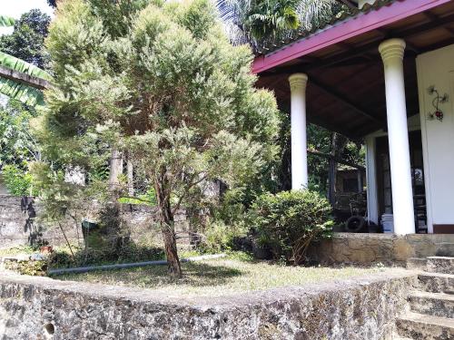 康提的住宿－Kandy Wellington Homestay，坐在房子边的树