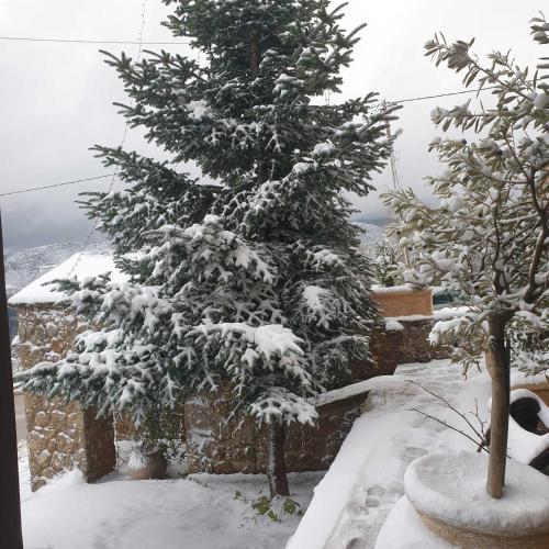 a christmas tree covered in snow in a yard at Nymfes Guesthouse in Synikia Mesi Trikalon